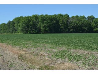 Property photo 38 - 108 +/- Acres Offered in 2 Tracts - Land Auction